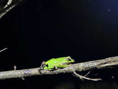 東眼山裡的翡翠樹蛙 (東眼山自然教育中心提供)